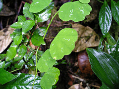 Passiflora biflora image