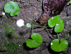Hydrocotyle leucocephala image