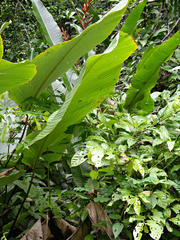 Heliconia osaensis image