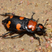American Burying Beetle - Photo (c) Christopher E. Smith, all rights reserved, uploaded by Christopher E. Smith