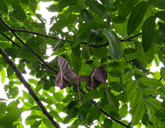 Aristolochia grandiflora image