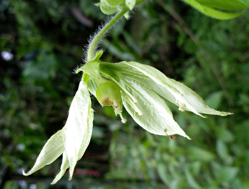 Dalechampia websteri image