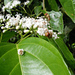 Cordia lucidula - Photo (c) Ruth Ripley, todos los derechos reservados, subido por Ruth Ripley