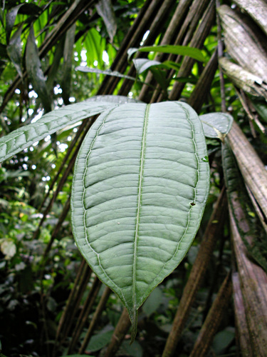 Faramea suerrensis image