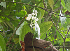 Miconia affinis image