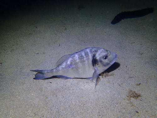 Sparus aurata