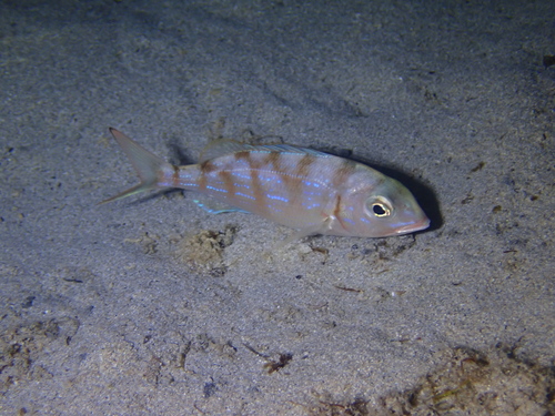 Pagellus erythrinus