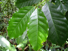 Coffea arabica image