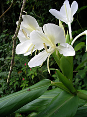 Hedychium coronarium image