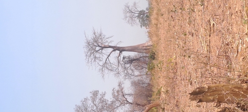 African baobab