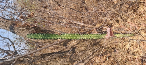 Common Tree Euphorbia