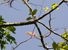 Erythrina poeppigiana image