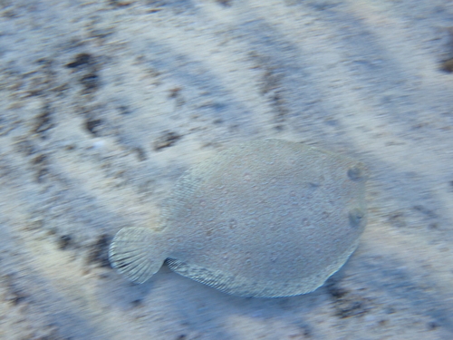 Bothus podas