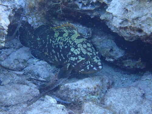 Epinephelus marginatus
