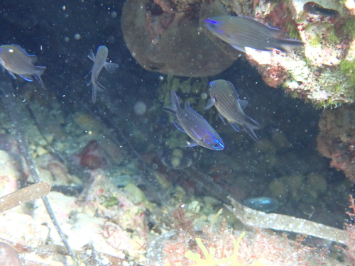 Chromis chromis