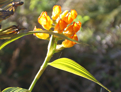 Elleanthus aurantiacus image