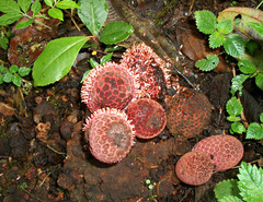 Corynaea crassa image