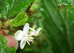 Begonia urticae image