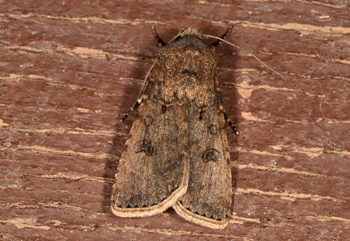 Turnip Moth