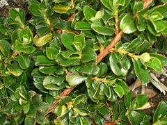 Escallonia myrtilloides image