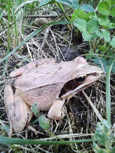 Agile Frog