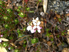 Arcytophyllum lavarum image