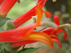 Lobelia laxiflora image