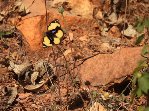 Yellow Pansy