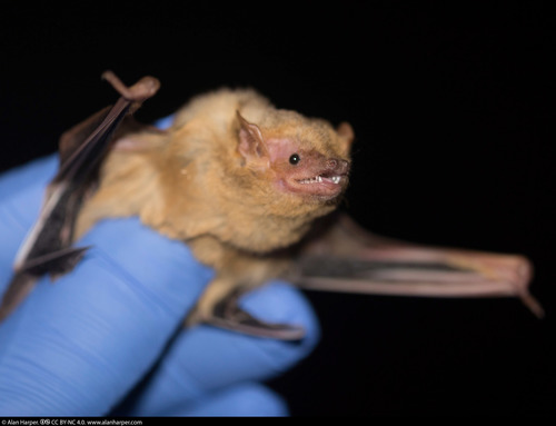 Western Yellow Bat