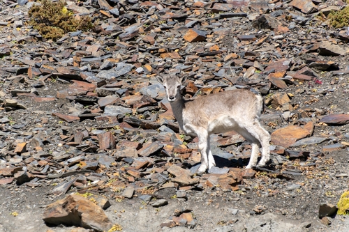 Bharal
