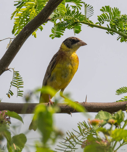 Black-headed Bunting