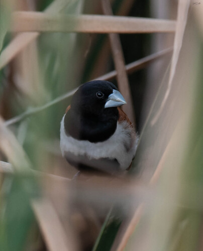 Tricolored Munia