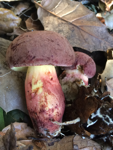 oak-loving bolete