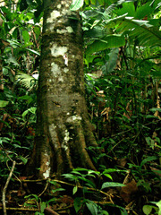 Dilodendron costaricense image
