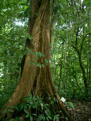 Chimarrhis latifolia image