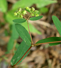 Euphorbia hyssopifolia image