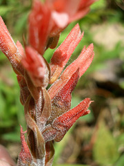 Sacoila lanceolata image