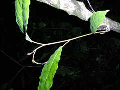 Croton schiedeanus image