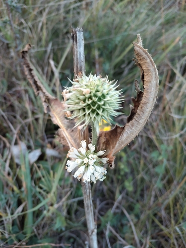 cutleaf teasel