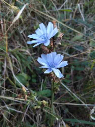 chicory