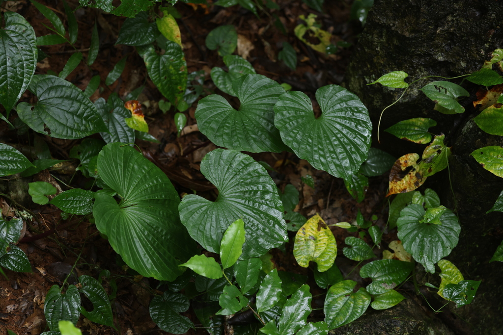 Nervilia fordii (Nervilia fordii)
