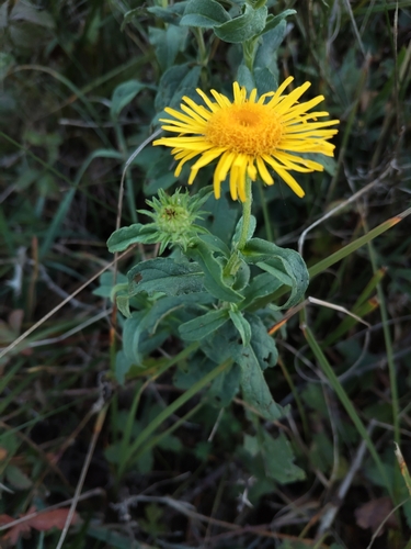 Meadow Fleabane