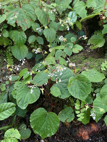 Begonia sinuata