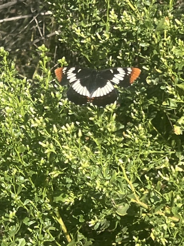 iNaturalist observation photo of Lorquin's Admiral