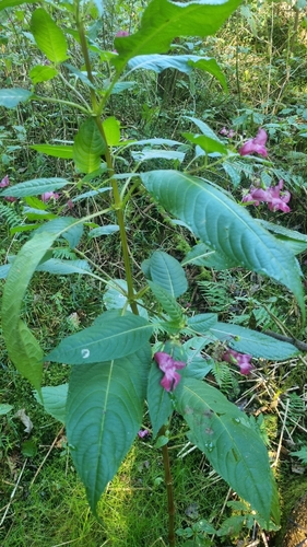 Himalayan balsam