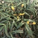 Berberis eurybracteata - Photo (c) 윤의진, all rights reserved, uploaded by 윤의진