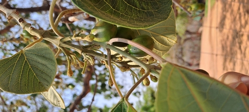 Kashmir tree