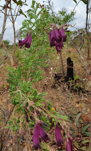 Jacaranda ulei