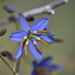 Dianella - Photo (c) White Lavender, כל הזכויות שמורות, uploaded by White Lavender