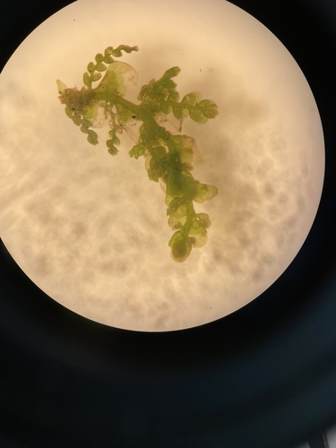 Arctic Scalewort (Radula prolifera)